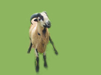 Barbedo Goat ?Stanley